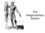 The Integtumentary System