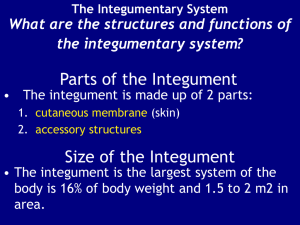 CHAPTER 5: The Integumentary System