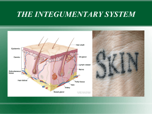 Skin progect