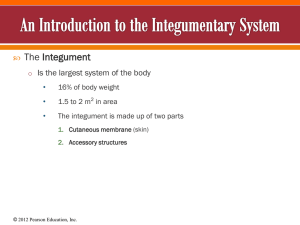 Integumentary System