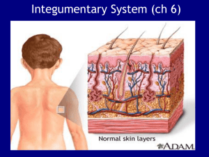 Integumentary