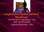 Integumentary System and Body Membranes