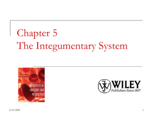 integumentary system