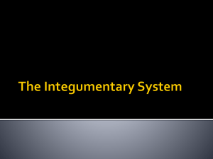 Integumentary System