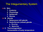 PowerPoint 04- Integumentary System