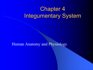 Chapter 4 Integumentary System