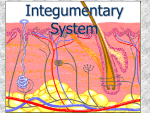 Integumentary System