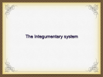 The Integumentary system