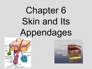 Chapter6 - sshsanatomy