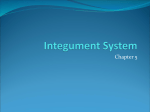 Integument System