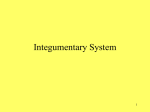 Integumentary system notes
