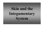 "Skin" ppt notes