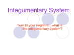 Integumentary System_PowerPoint