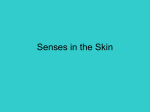 Senses in the Skin