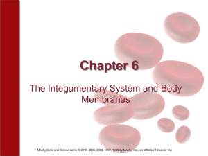 Chapter 6 The Integumentary System and Body Membranes