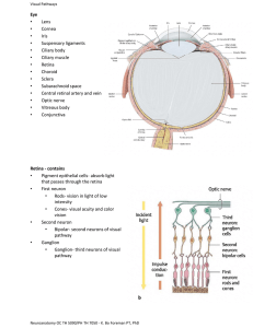 Visual pathways PP