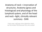 Anatomy of neck + innervation of structures. Anatomy (gross