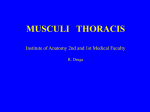 MUSCULI THORACIS