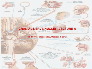 Cranial Nerve Nuclei