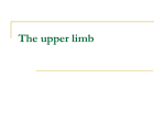 The upper limb