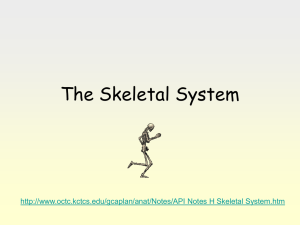 The Skeletal System - Lewiston School District
