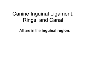 inguinal ligament, rings, and canal - veterinaryanatomy