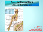 brachial plexus