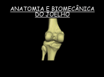 AULA DE ANATOMIA E BIOMECANICA DO JOELHO