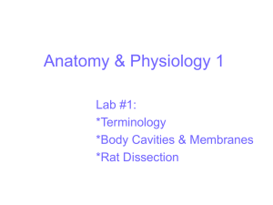 A&P_Lab 1 Rat Dissection