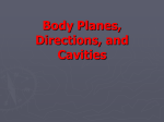 TPJ 3C1 Body Planes, Directions, and Cavities