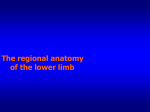 The regional anatomy of the upper limb