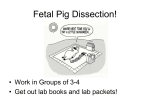 Pig Dissection