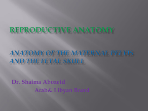 REPRODUCTIVE ANATOMY ANATOMY OF THE MATERNAL