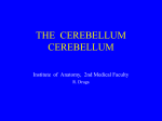 THE CEREBELLUM