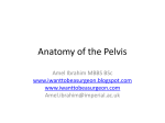 Anatomy of Pelvis - I Want To Be A Surgeon