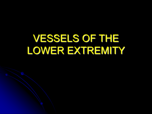 VESSELS OF THE LOWER EXTREMITY