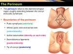 The Perineum