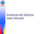 Sistema OseoArticular