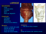 copy-of-anatomc3ada-de-laringe-feb-2012