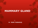 MAMMARY GLAND