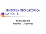 ANATOMIA MICROSCÓPICA DA PONTE