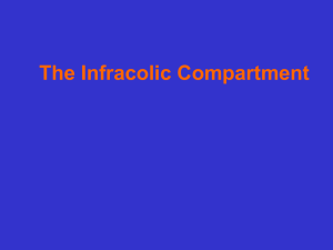 The Infracolic Compartment