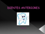 diente - OdontoAyuda