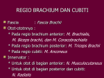 REGIO BRACHIUM DAN CUBITI