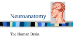 Neuroanatomy - Kelley Kline