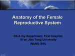 Anatomy of the Female Reproductive System