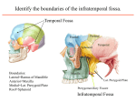 Identify the boundaries of the infratemporal fossa.