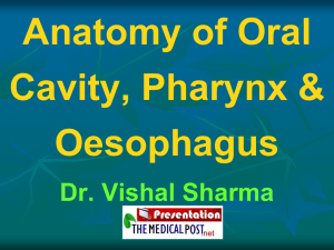 Anatomy of oral cavity + pharynx