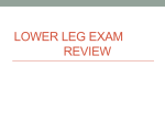 Lower leg Exam Review