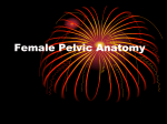Female Pelvic Anatomy - University of Baghdad
